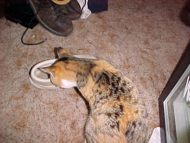 slipper1.jpg